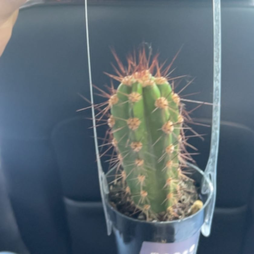 Photo of the plant species Assorted Neocardenasia by @LeadJesuitsbark named Planty on Greg, the plant care app