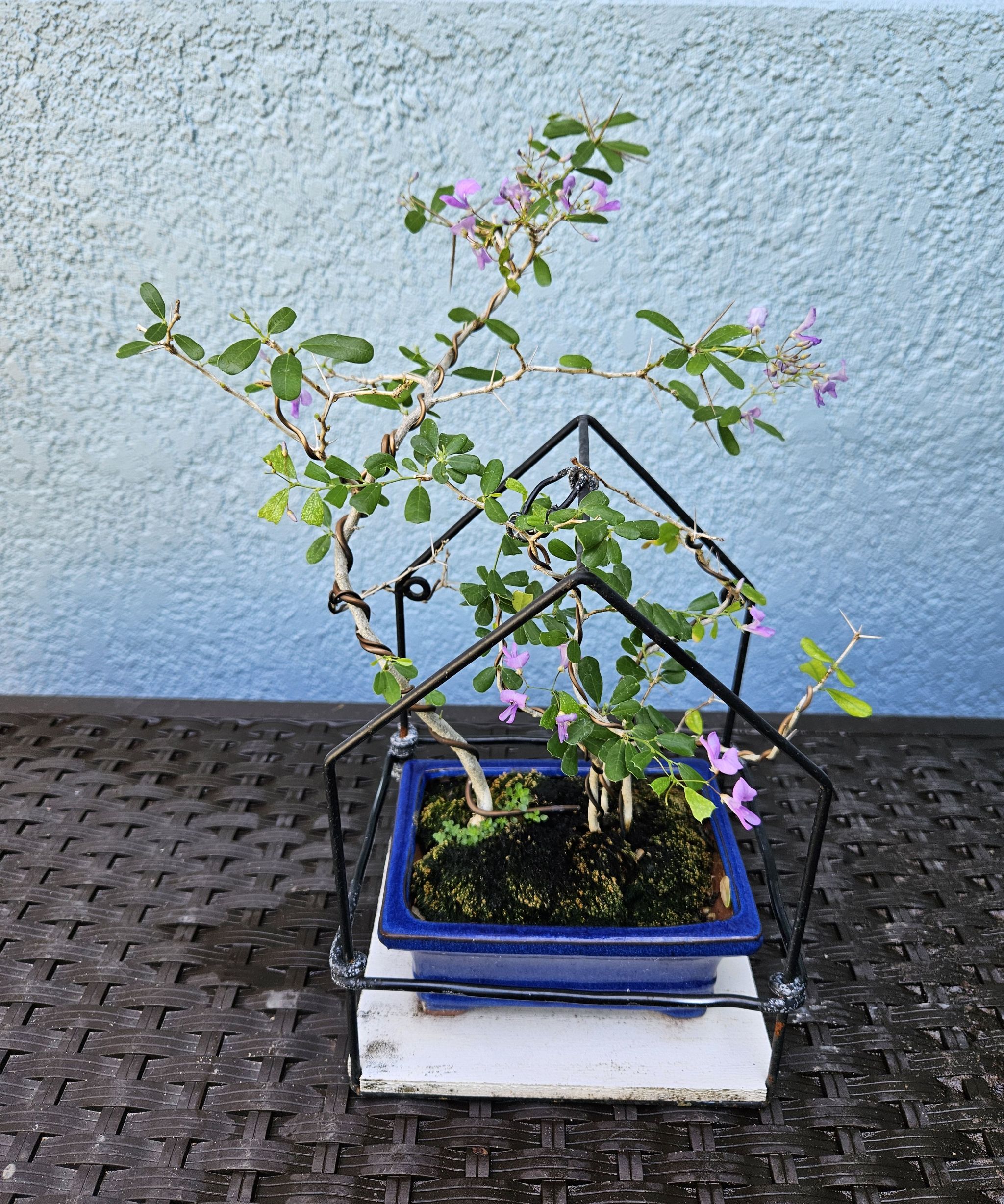 Photo of the plant species Vietnamese Bluebell Tree by @LusciousAlmond named Mildred on Greg, the plant care app