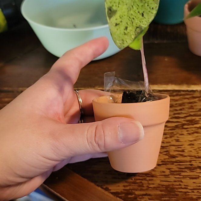 Photo of the plant species elephant ear mojito by @WholeAlocasia named Sir Plancelot on Greg, the plant care app
