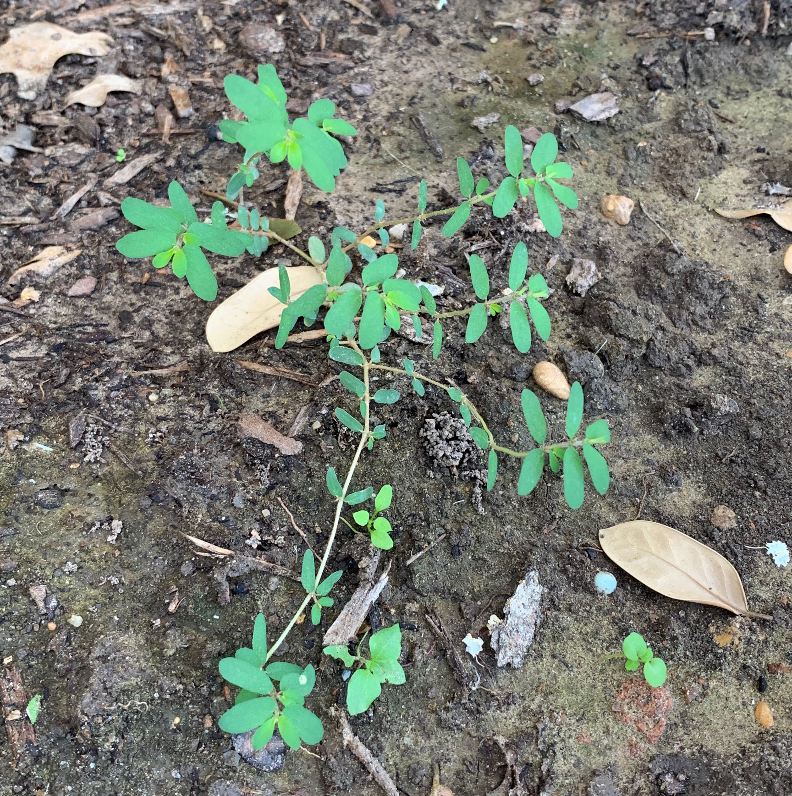 Milk Purslane plant with green leaves growing in visible soil.