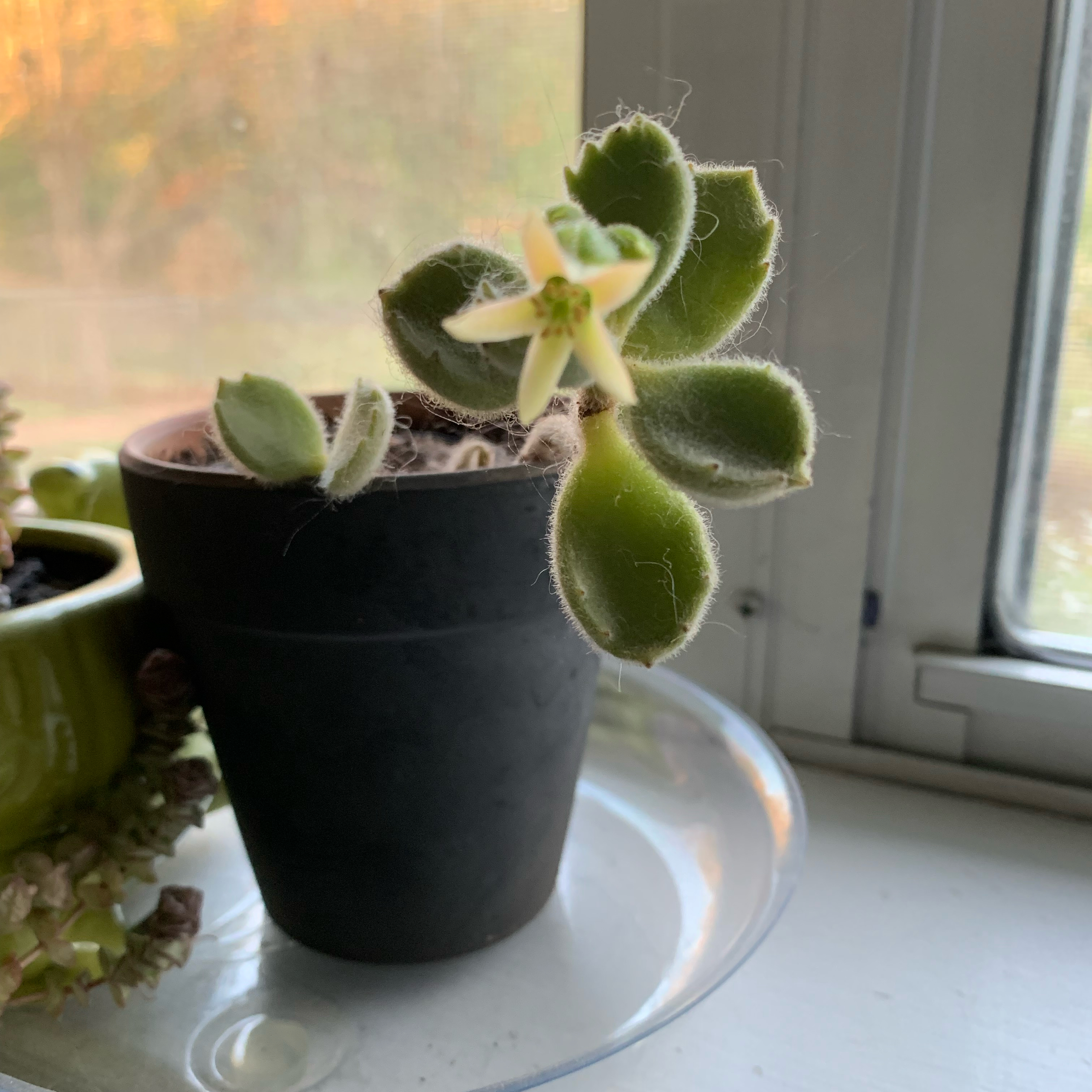 Bear's Paw plant in a black pot with a single flower, placed on a windowsill.