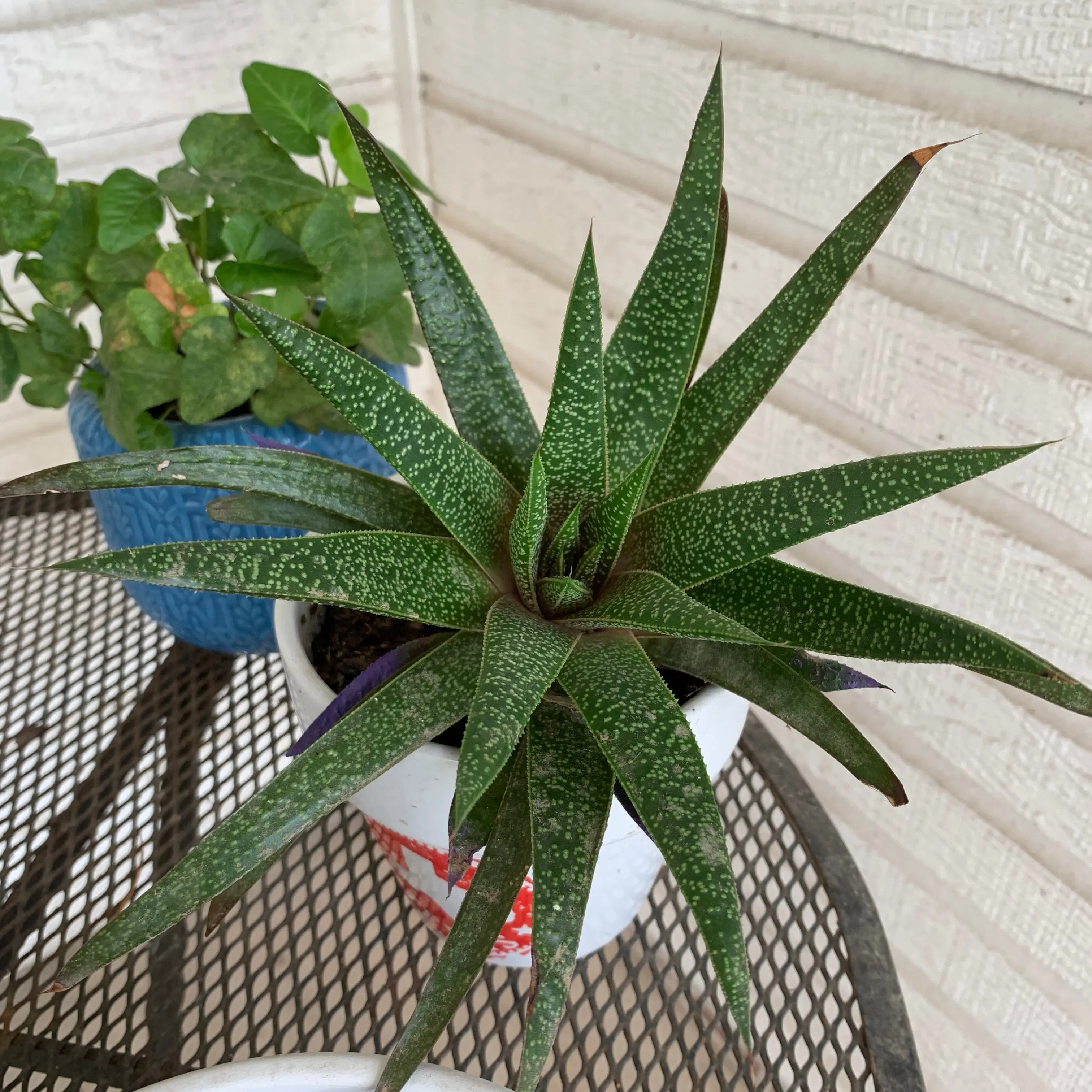 Lace Aloe plant in a white pot on a metal table, with another plant in the background.