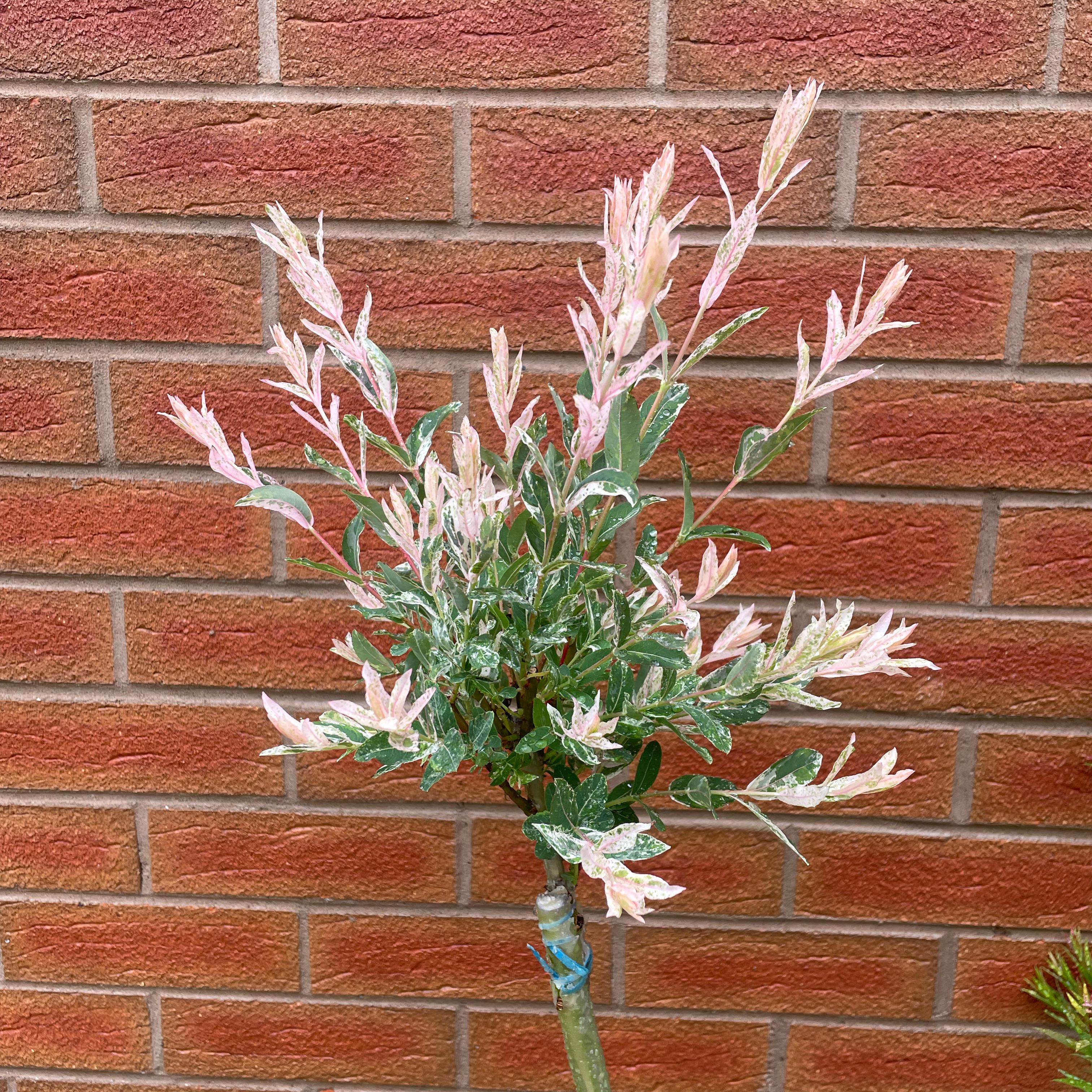 Photo of the plant species flamingo willow by @MotherCoralbell named Clooney on Greg, the plant care app