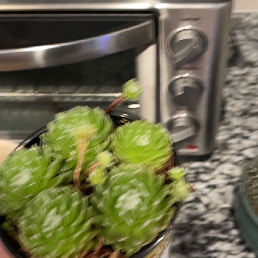 Photo of the plant species Sempervivum 'Cebenese' by @DearSuedebolete named Einstein on Greg, the plant care app
