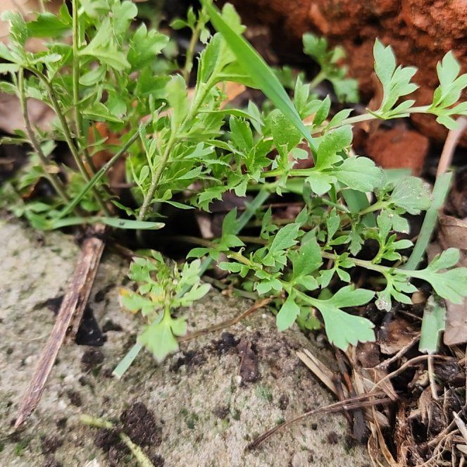 Photo of the plant species Lesser Swinecress by @IconCabbagetree named Harper on Greg, the plant care app