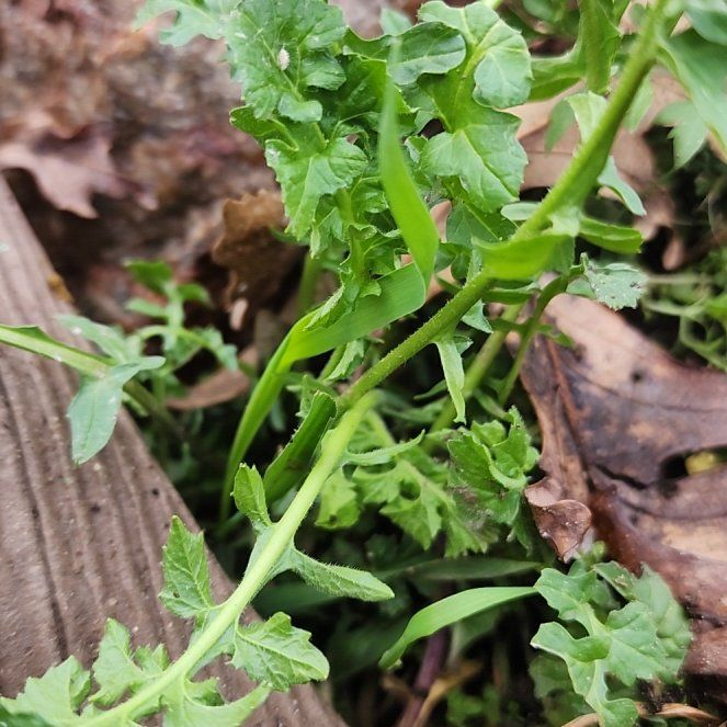 Photo of the plant species Garden Rocket by @IconCabbagetree named Kardashian on Greg, the plant care app
