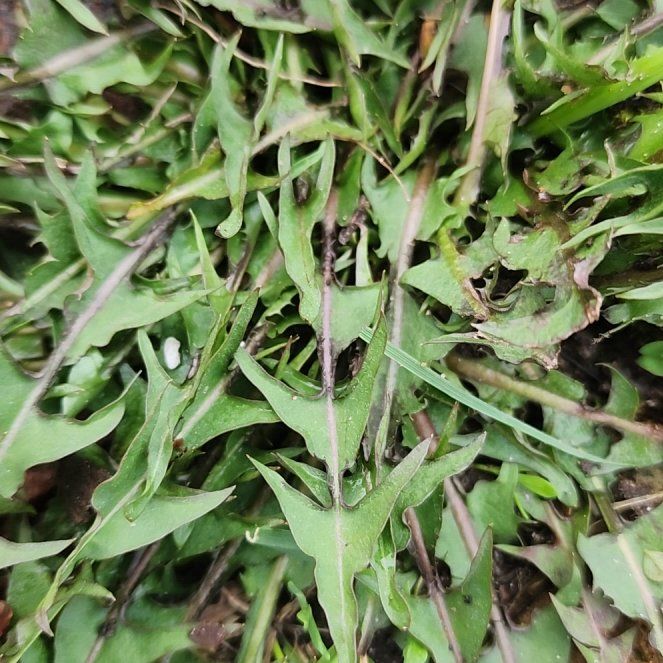Photo of the plant species Rock Dandelion by @IconCabbagetree named Gomez on Greg, the plant care app
