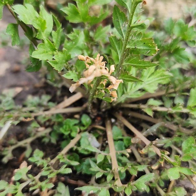 Photo of the plant species Lesser Swinecress by @IconCabbagetree named Aria on Greg, the plant care app