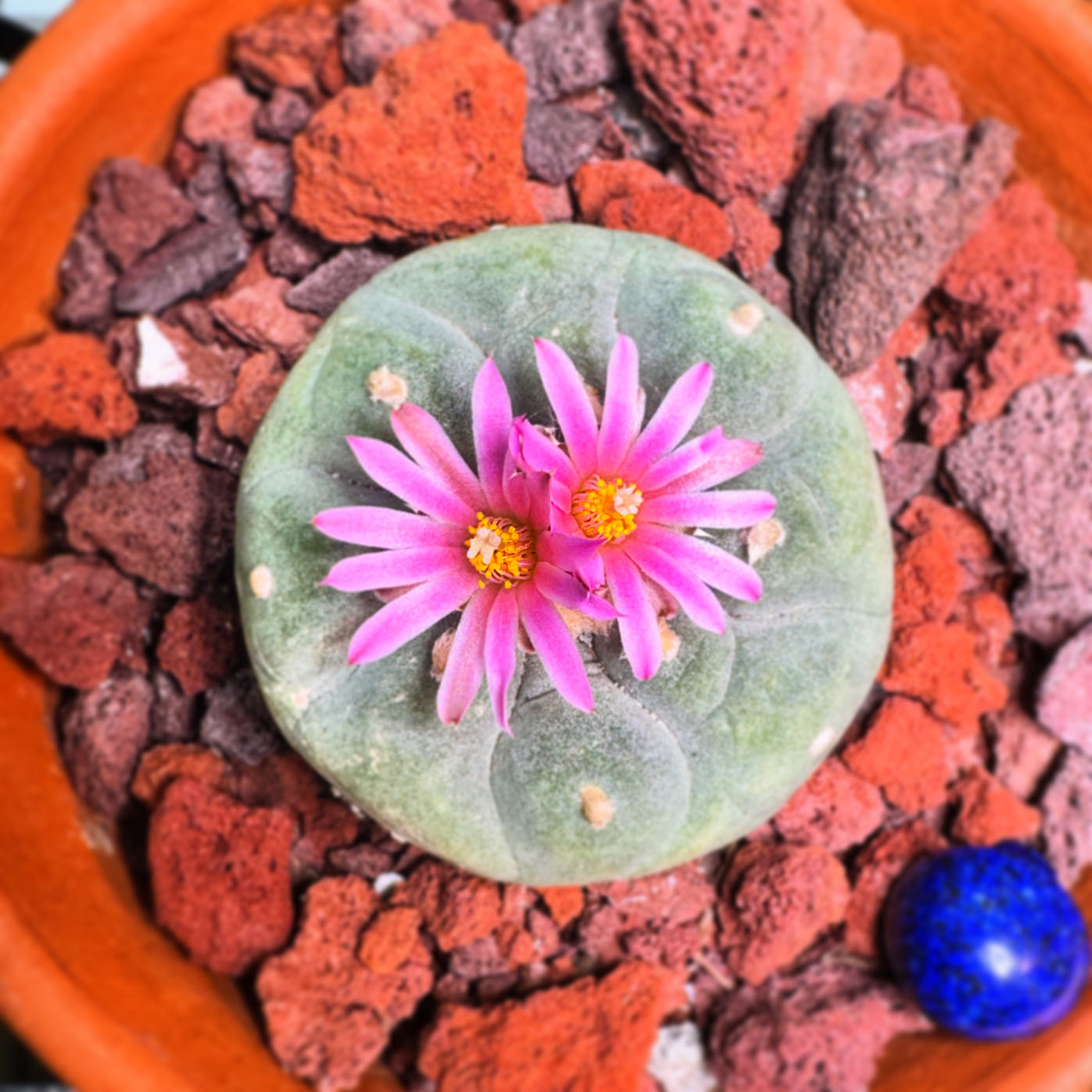 Photo of the plant species False Peyote by @MateoWarhol named LiloStitch on Greg, the plant care app