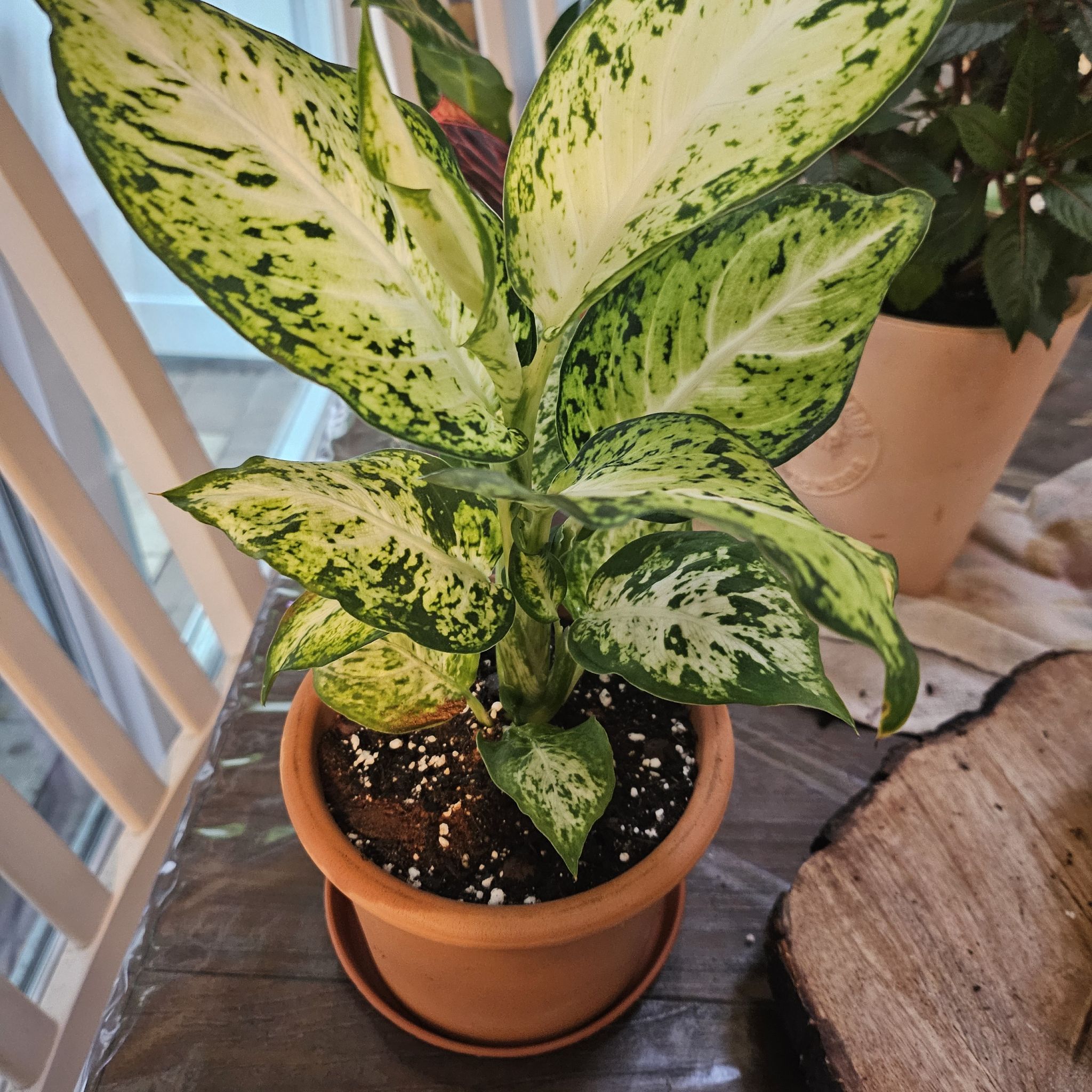 Photo of the plant species Dieffenbachia 'Tropic Snow' by @ProudWildradish named Robert Plant on Greg, the plant care app