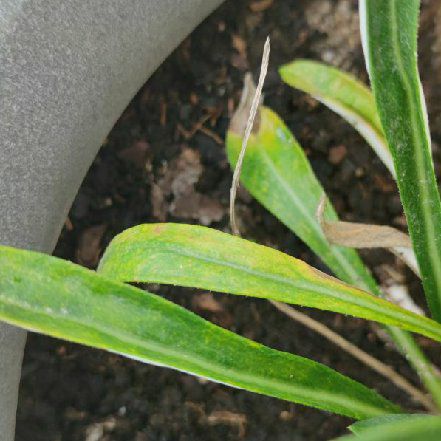 Photo of the plant species Hare-Foot Plantain by @PremiumKohleria named Clooney on Greg, the plant care app