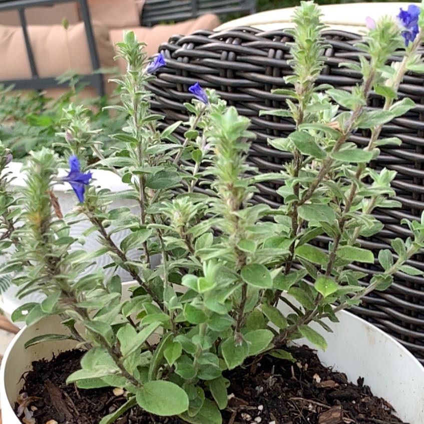 Photo of the plant species Shaggy Dwarf Morning-Glory by @RealGreydogwood named Fernie Mac on Greg, the plant care app