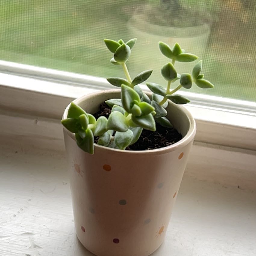 Photo of the plant species Crassula rupestris 'High Voltage' by @honneemcmanus named Rupert on Greg, the plant care app
