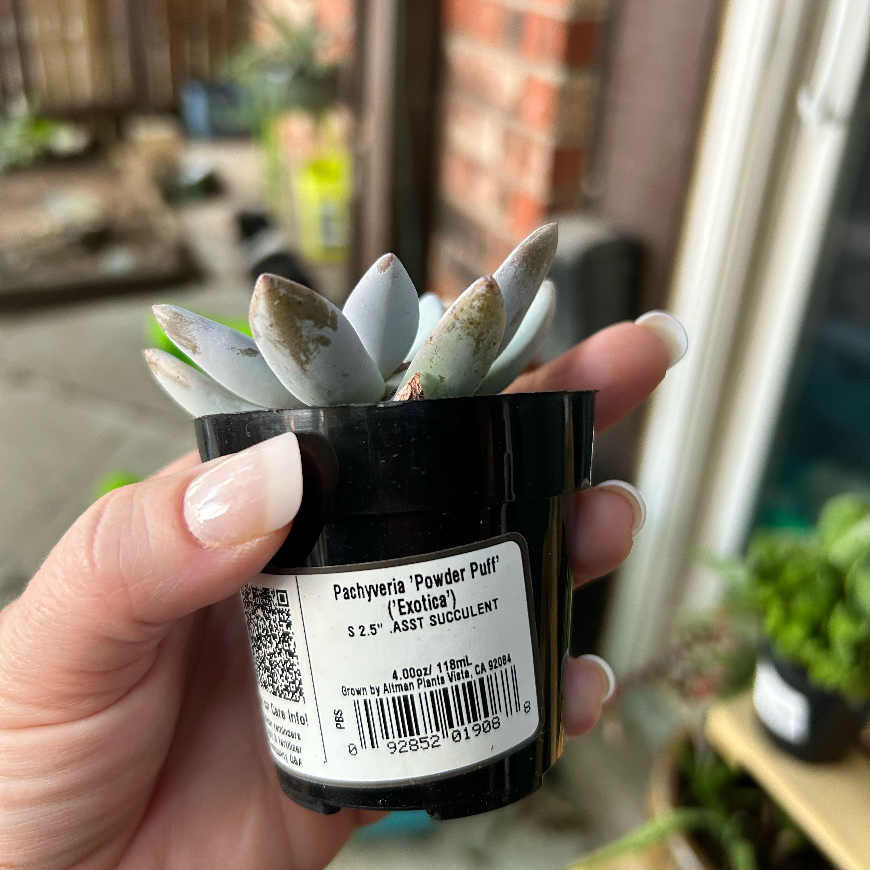 Photo of the plant species Echeveria 'Powder Puff' by @YeahFrostyfern named Marilyn on Greg, the plant care app