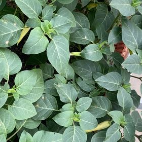 Photo of the plant species Bush Moonflower by @PurePaintedlady named Achilles on Greg, the plant care app