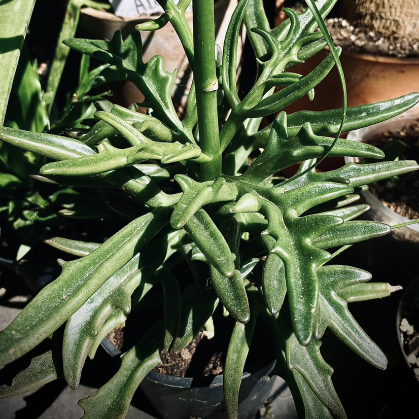 Photo of the plant species Kalanchoe Tarantula by @NovelRosaryvine named Madonna on Greg, the plant care app