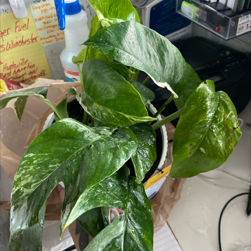 Photo of the plant species epiprenum pannatum Albo by @NovelRosaryvine named Maya on Greg, the plant care app