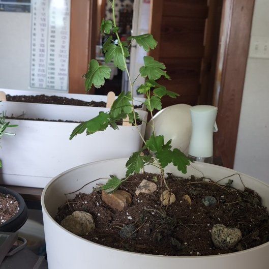 Photo of the plant species American Gooseberry by @HeirSacahuista named Mochi on Greg, the plant care app