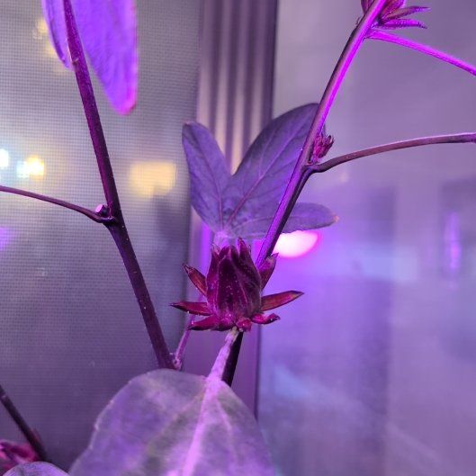 Photo of the plant species Roselle by @LightCoslettuce named Treeyoncé on Greg, the plant care app