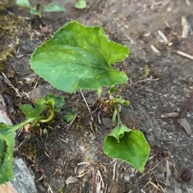 Photo of the plant species Smooth Yellow Violet by @UrbaneCapeweed named Ulysses S Plant on Greg, the plant care app