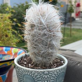 Photo of the plant species White Column Foxtail Cactus by @ComicalJellycup named Wall-E on Greg, the plant care app