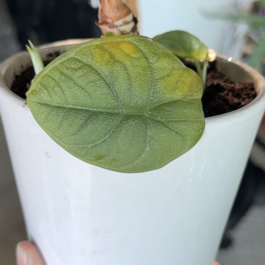 Photo of the plant species Alocasia 'Grey Dragon' by @YeahDevilstwine named Huckleberry Fern on Greg, the plant care app