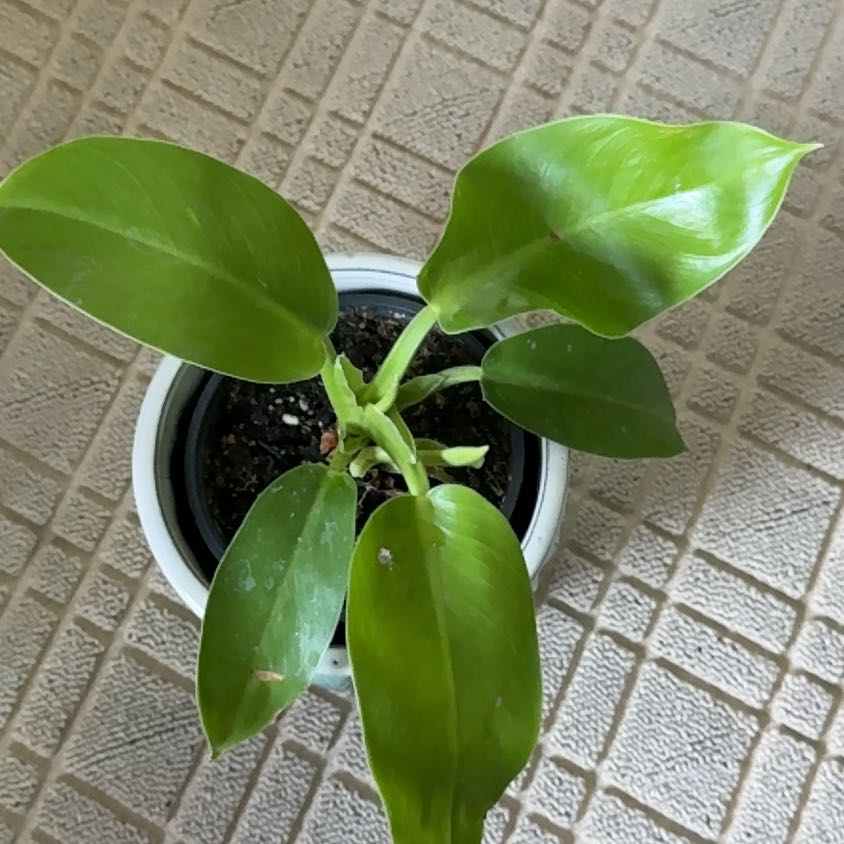 Photo of the plant species Philodendron 'Imperial Gold' by @YeahDevilstwine named Gregarious on Greg, the plant care app