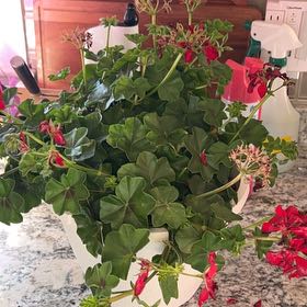Photo of the plant species Ivy Geranium by @purrberus named Gaga on Greg, the plant care app