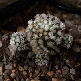 Photo of the plant species Arizona Snowcap Cactus by @PetElkantlers named Ronaldo on Greg, the plant care app