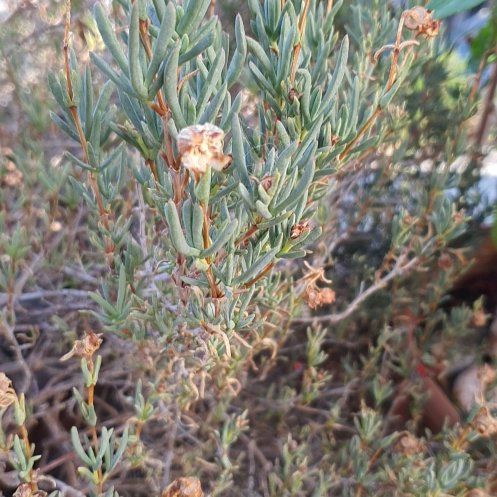 Photo of the plant species Media Sandspurry by @TopWaterjasmine named Einstein on Greg, the plant care app