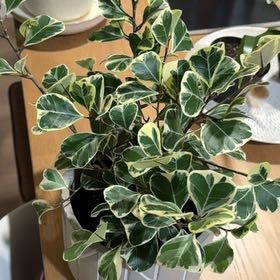 Photo of the plant species Ficus triangularis by @NiftyKoa named Duke on Greg, the plant care app