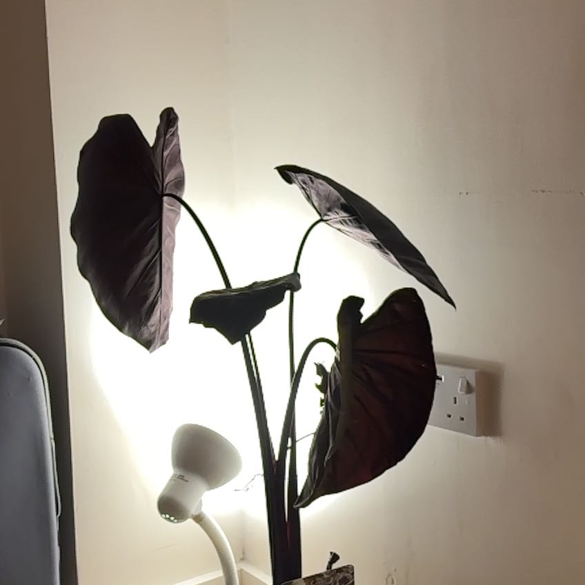 Photo of the plant species Colocasia 'Black Sapphire Gecko' by @SwellInchworm named James Dean on Greg, the plant care app