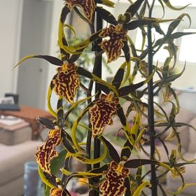 Photo of the plant species Mystic Maze Orchid by @Lemonlime named Oscar on Greg, the plant care app