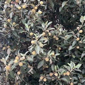 Photo of the plant species Lagunaria by @Lemonlime named Girlfrond on Greg, the plant care app