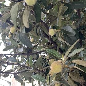 Photo of the plant species Lagunaria by @Lemonlime named Stella on Greg, the plant care app