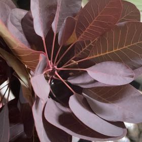 Photo of the plant species Cotinus Coggygria by @PerfectPepper named Tupot amaroot on Greg, the plant care app