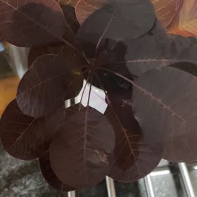 Photo of the plant species Cotinus Coggygria by @PerfectPepper named Beyonce on Greg, the plant care app