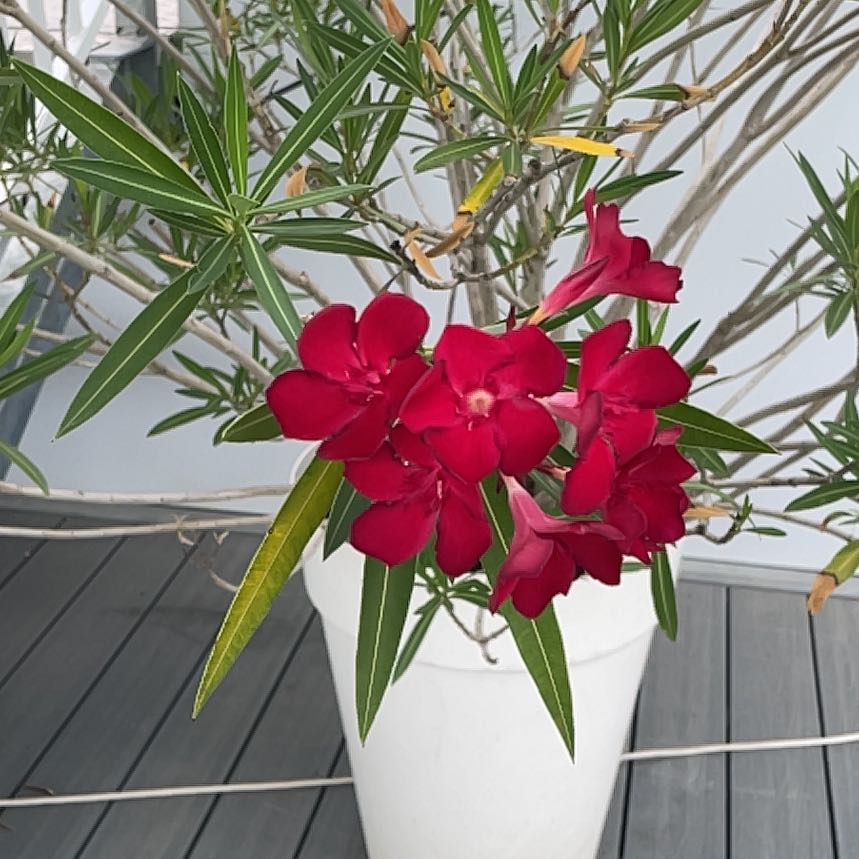 Photo of the plant species Oleander by @PerfectPepper named Prince on Greg, the plant care app