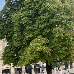 Photo of the plant species European Horse-Chestnut by @PerfectPepper named Sage on Greg, the plant care app