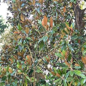 Photo of the plant species Southern Magnolia by @PerfectPepper named Terra on Greg, the plant care app