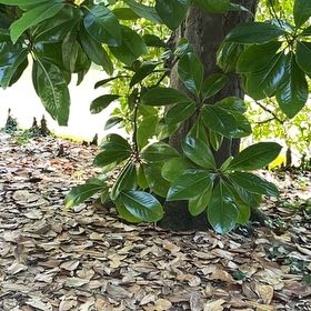 Photo of the plant species Southern Magnolia by @PerfectPepper named Tree Diddy on Greg, the plant care app