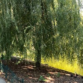 Photo of the plant species Weeping Willow by @PerfectPepper named Demi on Greg, the plant care app