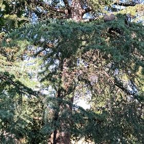 Photo of the plant species Atlas Cedar by @PerfectPepper named Sigmund on Greg, the plant care app