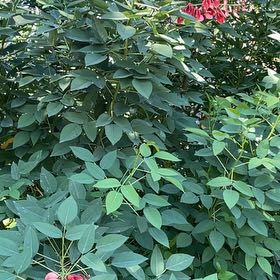 Photo of the plant species Cockspur Coral Tree by @PerfectPepper named Hamilton on Greg, the plant care app