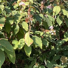 Photo of the plant species Western Dogwood by @PerfectPepper named Fernie Saunders on Greg, the plant care app
