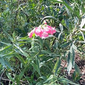 Photo of the plant species Oleander by @PerfectPepper named Beckham on Greg, the plant care app