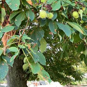 Photo of the plant species European Horse-Chestnut by @PerfectPepper named Bruce Lee on Greg, the plant care app