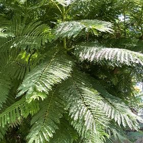 Photo of the plant species Lacy Tree Fern by @PerfectPepper named James Dean on Greg, the plant care app