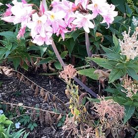 Photo of the plant species Barbosa Lily by @PerfectPepper named Doja Cat on Greg, the plant care app