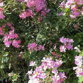 Photo of the plant species Oleander by @PerfectPepper named Mollie on Greg, the plant care app